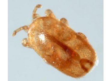 Tropilaelaps Akarı İlacı