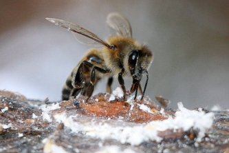 Çam Pamuklu Koşnil böceği arıya nasıl nektarı sunuyor?