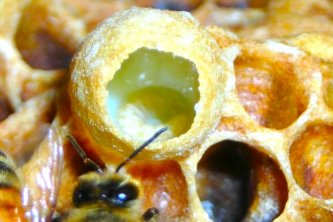 Apilarnil  (Ana Arı Larvası)