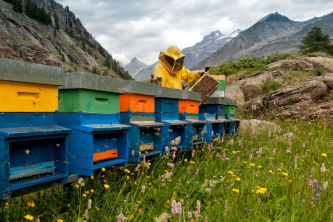 Arı Çiftliği nasıl kurulur