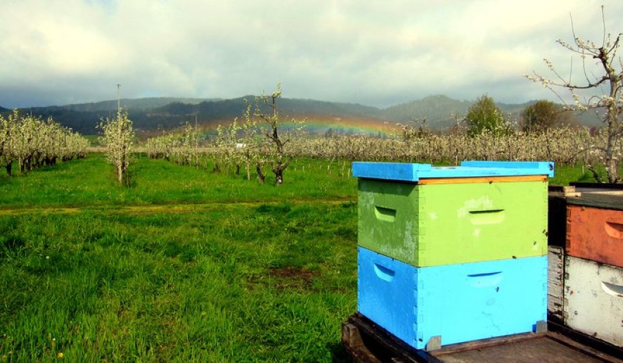 Arı ve Arı Ürünlerinin Genel Önemi - Kayral Arı Çiftliği & Kayral Bee Farm