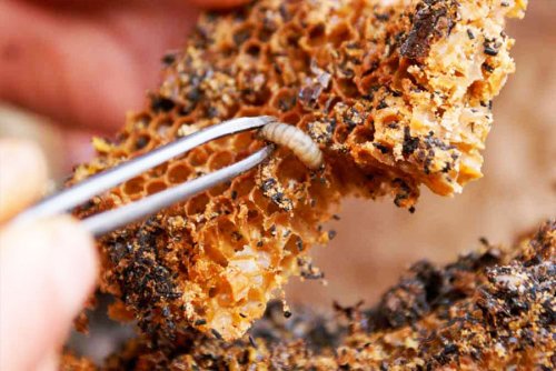 Balmumu Güvesi Tentürü (Wax Moth Tincture)