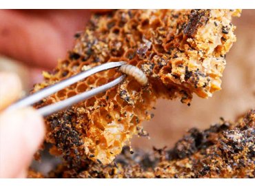 Balmumu Güvesi Tentürü (Wax Moth Tincture)